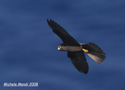 Eleonora's Falcon