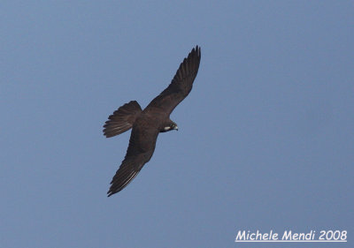 Eleonora's Falcon