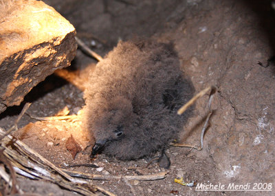 European Storm-Petrel