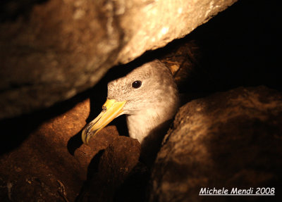 Cory's Shearwater