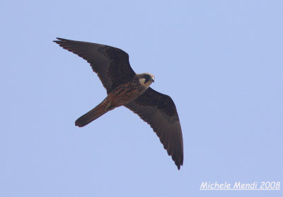 Eleonora's Falcon