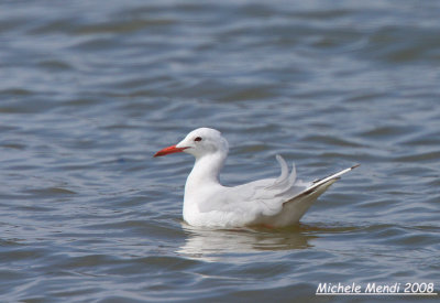 Slender-billed Gull