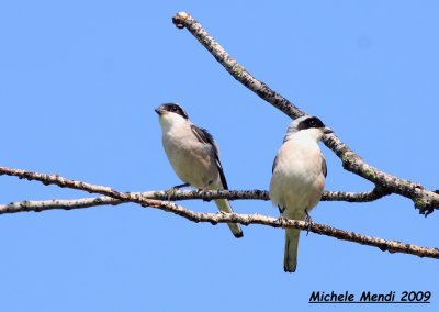 Lesser Grey Shrike - pair