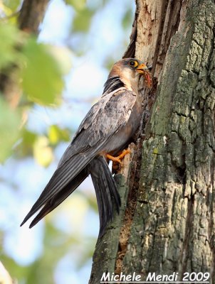 Red footed falcon helper