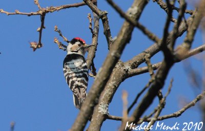 Lesser spotted woodpecker