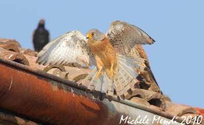 Lesser kestrel
