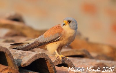 Lesser kestrel