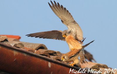 Lesser kestrels