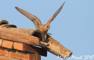 Lesser kestrel