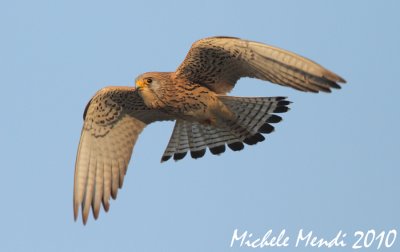 Lesser kestrel