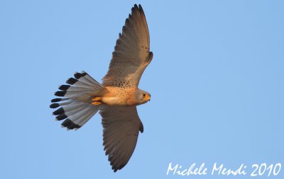 Lesser kestrel