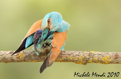 European Roller