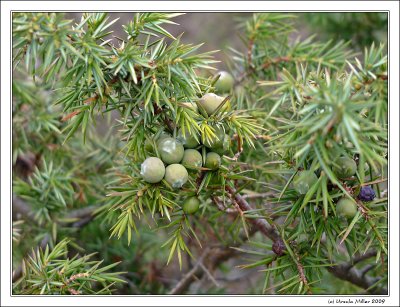 Juniper Berries