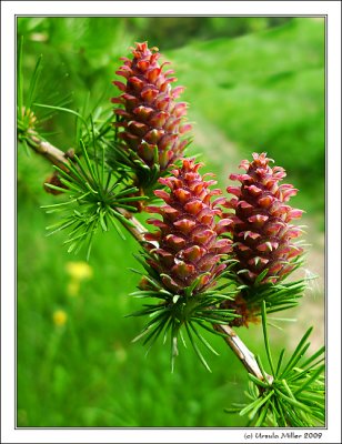 Larch Cones