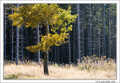 Autumn Tree