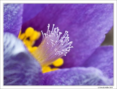 Pasqueflower