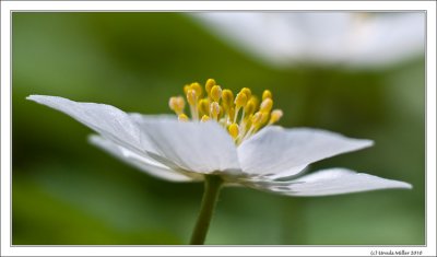 Wood Anemone