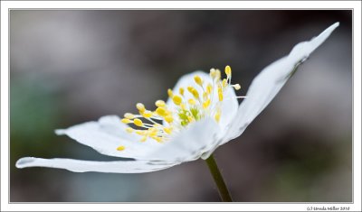 Wood Anemone