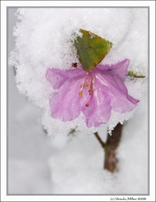 Early Rhododendron