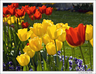 Tulips in Eveneing Light