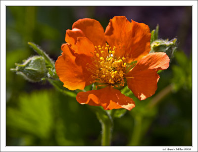 Orange Blossom