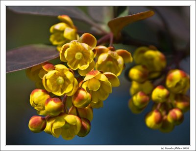 Barberry