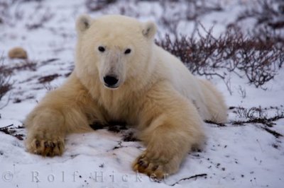 Polar bear - Ursus maritimus