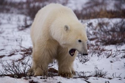 Polar bear - Ursus maritimus