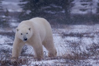 Polar bear - Ursus maritimus