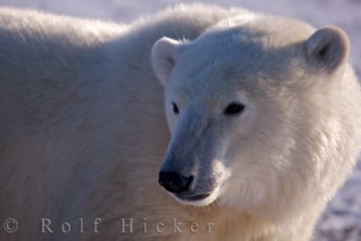 Polar bear portrait- Ursus maritimus
