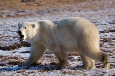 Polar bear - Ursus maritimus