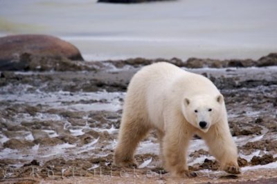 Polar bear - Ursus maritimus