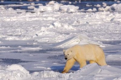 Polar bear on the ice edge of Hudson Bay near Churchill, Manitoba