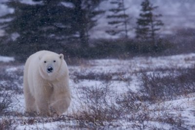 Polar bear - Ursus maritimus