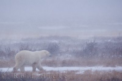 Polar bear - Ursus maritimus