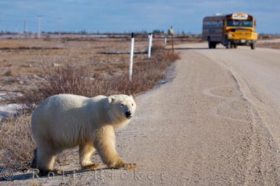 Polar Bear - Ursus maritimus