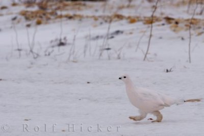 Willow Ptarmigan