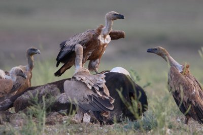 vale gier, griffon vulture