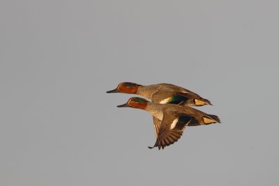 wintertaling ijssel 15-12-2009.jpg