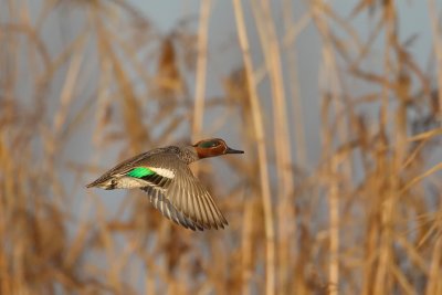 wintertaling ijssel 15-12-2009 2.jpg