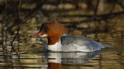 grote zaagbek 1-1-2010 5.jpg