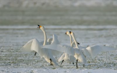 kleine zwaan 1-1-2010.jpg