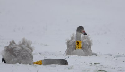 kleine zwaan zalk 4-01-2010 ring.jpg