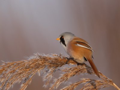 baardeman drontermeer 7-01-2010 3.jpg