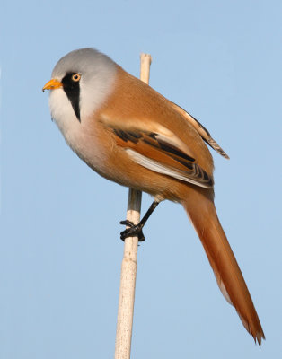 baardman ketelmeer15-09-2008 15.jpg