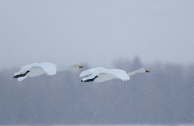 wilde zwaan 1-02-2010 kamperveen.jpg