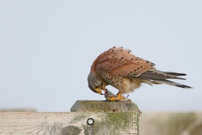 torenvalk uk polder 9-02-2010 3.jpg