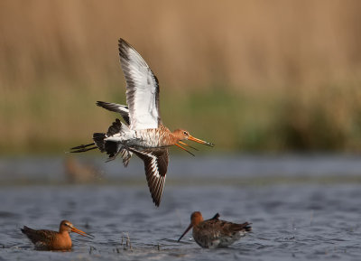 grutto uitkerkse polder 3-04-2010 3.jpg