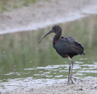 zwarte ibis 13-04-2010 ebro.jpg