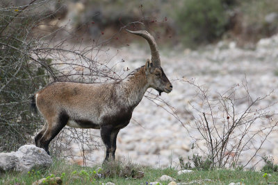 steenbok spanje 14-04-2010 7.jpg